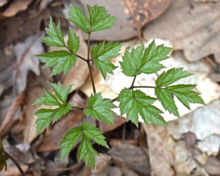 Black Cohosh Buy Online